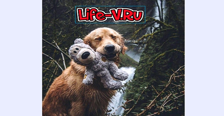 Надпись Live-V.RU на изображении с собакой